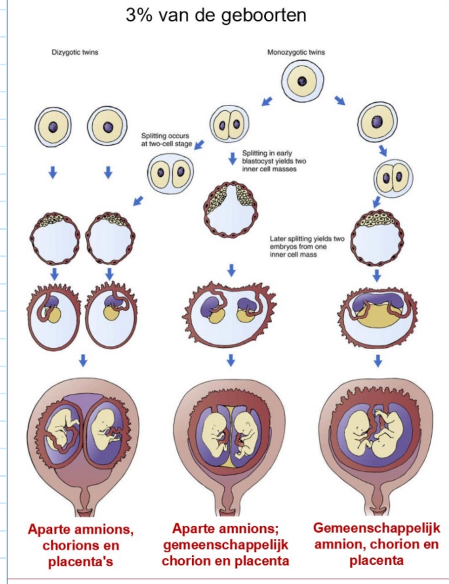 <p>mate waarin monozygote tweelingen membranen delen, hangt af van stadium van ontwikkeling waarin oorspronkelijk enkele embryo zich scheidt in 2 embryo’s:</p><ul><li><p>splitsing in tweecellige stadium van celdeling:</p><ul><li><p>tweelingen zullen zich net zo afzonderlijk ontwikkelen als dizygote tweelingen</p></li></ul></li><li><p>splitsing resulteert in blastocyst met 2 binnenste celmassa’s:</p><ul><li><p>embryo’s delen chorion &amp; placenta, maar bevinden zich in aparte amnions</p></li></ul></li><li><p>splitsing na vorming van binnenste celmassa:</p><ul><li><p>embryo’s zullen zich in een enkel amnion bevinden</p></li></ul></li></ul><p></p>