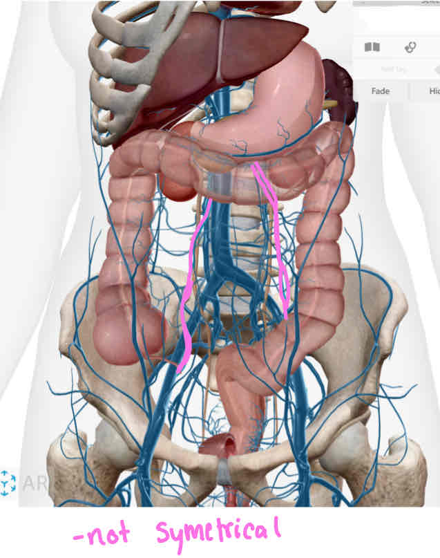 <p><span><strong><em>Note: Left and Right Gonadal veins are not symmetrical</em></strong></span></p>