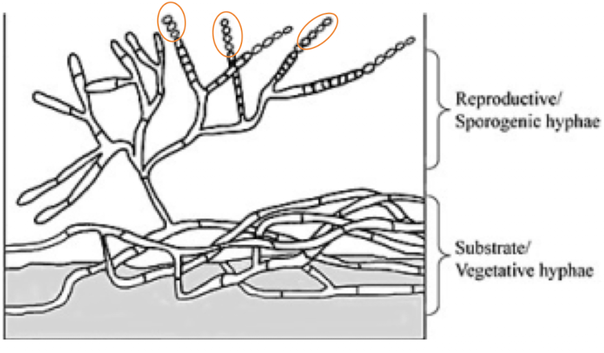<p>growth phase, absorb nutrients from substrate (like roots)</p>
