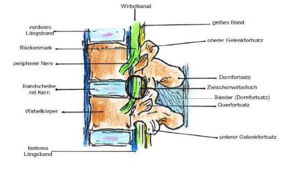 <ul><li><p>zwischen Wirbelkörper Bandscheibe (Faserknorpel)</p></li><li><p>Bandscheibe stellt Stabilität &amp; Beweglickeit sicher</p></li><li><p>Bandscheibenkern wird durch vorderes &amp; hinteres Längsband abgegrenzt</p><ul><li><p>grenzt Wirbelkörper, Bandscheibe von Wirbelkanal ab</p></li></ul></li></ul><p></p>