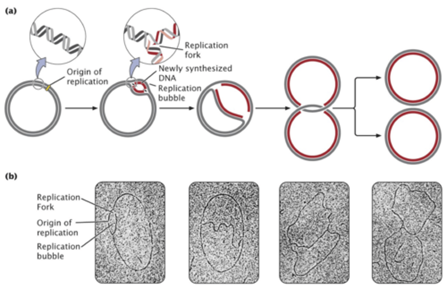 <p>- takes place in circular DNA(like e. coli)</p><p>- generates intermediate structure that looks like theta</p><p>- double stranded DNA unwinds at the origin making single nucleotide strands</p><p>- replication bubble: unwinding of double helix that generates a loop</p>