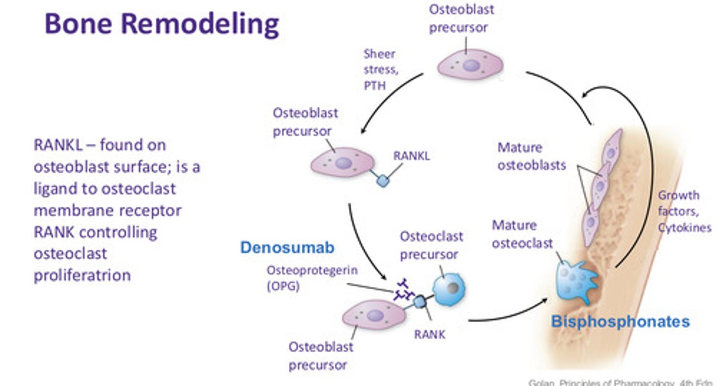 <p>RANKL is found on osteoblast surface; it is a ligand to osteoclast membrane receptor RANKL controlling osteoclast proliferation</p>