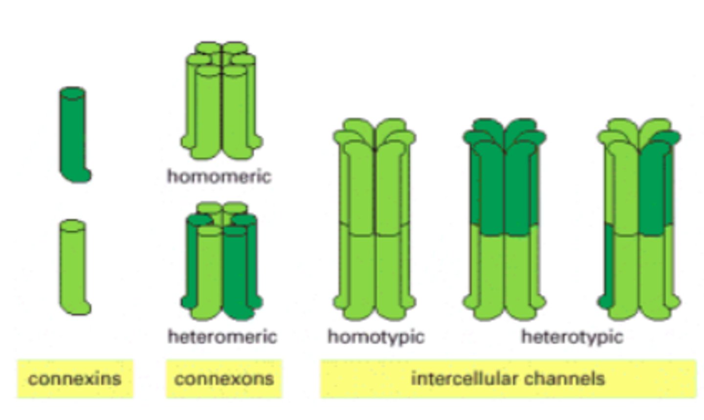 <p>six connexins combined</p>
