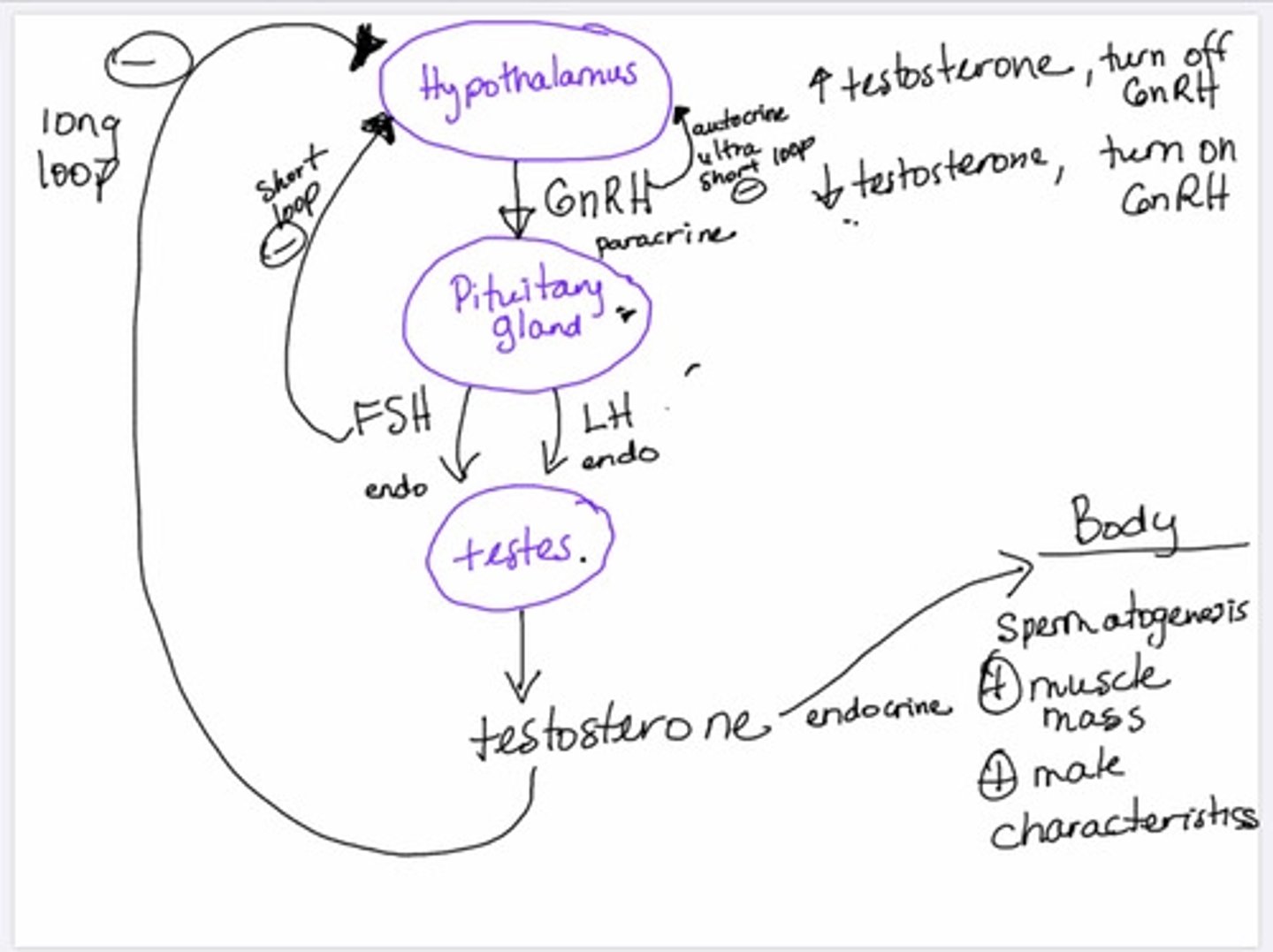 <p>-it regulates its own cellular activity (usually inhibitory; ultra short negative feed-back loop) by secreting ligands into ISF; these ligands diffuse back to its self.</p><p>-its fast acting</p><p>-has short live</p>
