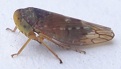 comb-like row of spies along tibia