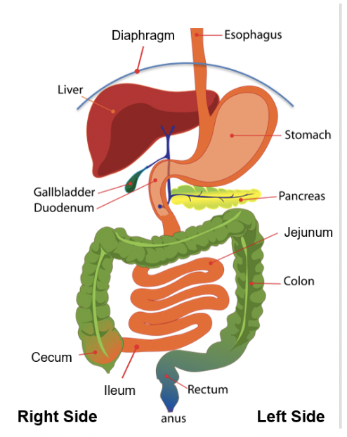 <p><span>order the portions of the canine small and large intestine from oral to aboral.&nbsp;</span></p>