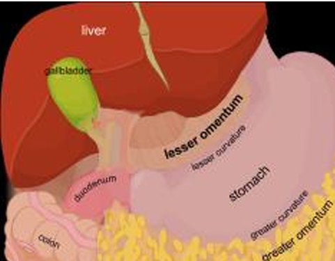 <ul><li><p>ventral to <strong>falciform ligament </strong>which secures the <strong>liver ventrally</strong></p></li><li><p>also the<strong> lesser omentum</strong> which connects the<strong> liver and stomach </strong>and <strong>proximal duodenum</strong></p></li><li><p>dorsal mesentery gives rise to the <strong>greater omentum </strong>which is an apron like fold of mesentery that attaches to the<strong> greater curvature</strong> of the stomach and drapes over the small intestine</p></li></ul><p></p>