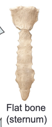 <p>Flat bones</p>