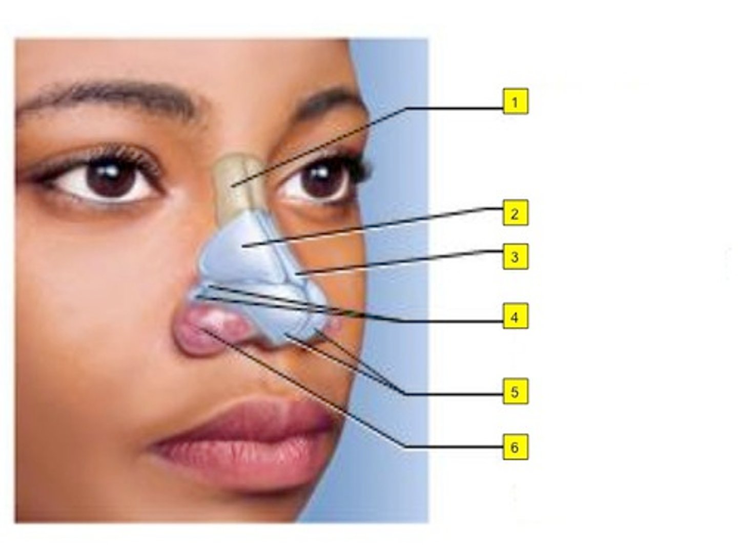 <p>the sides of the nose where glasses would sit </p>