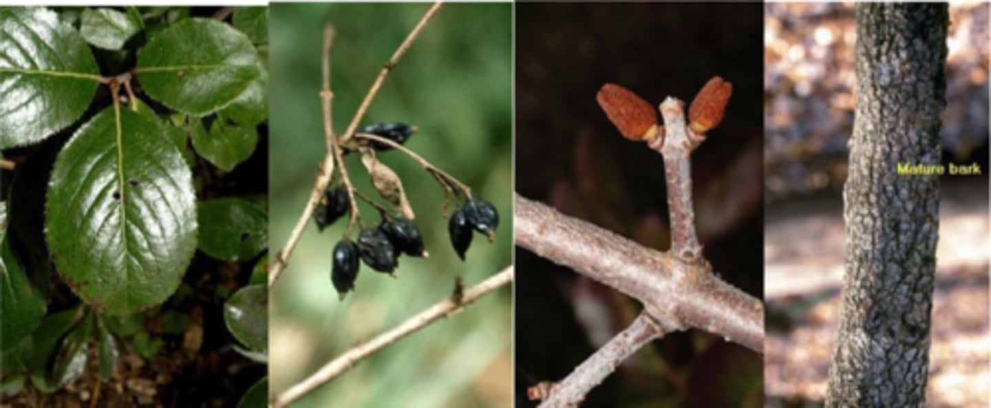 <p>Leaves: simple, opposite, small, 1-3" long, obovate, tip rounded to pointed, finely serrated margin, base is cordate or rounded; dark green above, leathery smooth, glossy; lower surface pale green w/ scattered rust colored hairs along veins and petioles (= roufus/rufidulum). Reddish fall foliage. </p><p>Twigs: slender, gray-brown, smooth; numerous, opposite short side branches (fish skeleton)</p><p>Buds: valvate buds more globose than blackhaw covered in rusty-colored hairs. </p><p>Fruit: September in drooping clusters, stalks are red, bluish-black fruit 3/8" long, smooth, edible. </p><p>Bark: rough ridges w/ rounded fissures or black, squared-shaped plates (reminiscent of persimmon, but on a smaller scale). </p><p>Form/Silvics: irregular branched shrub up to 18' tall. Occurs in rocky, dry woods to moist alluvial sites along streams.</p>