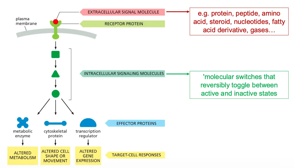 <ul><li><p>After a transmembrane receptor and ligand bind a cascade of events takes place, where intracellular molecules pass on signals until they reach effector proteins which eventually causes the target cell to respond.</p></li></ul><p></p><ul><li><p>The image beside shows the components of the intracellular signalling pathways.</p></li><li><p>These signalling processes can have certain functions such as relaying the signal and spreading it out in the cell, they can also amplify the signals received, they can also detect the signal and integrate the signals, they should also be able to distribute the signal to more than one effector proteins and they can also modulate the response to give feedback to the processes.</p></li></ul><p></p><p></p>