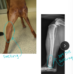 <p>Canine osteosarcoma (OSA)</p>