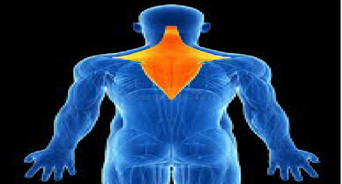 <p>upper body </p>