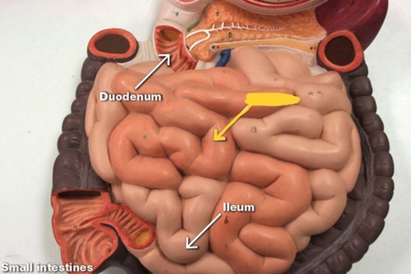 knowt flashcard image