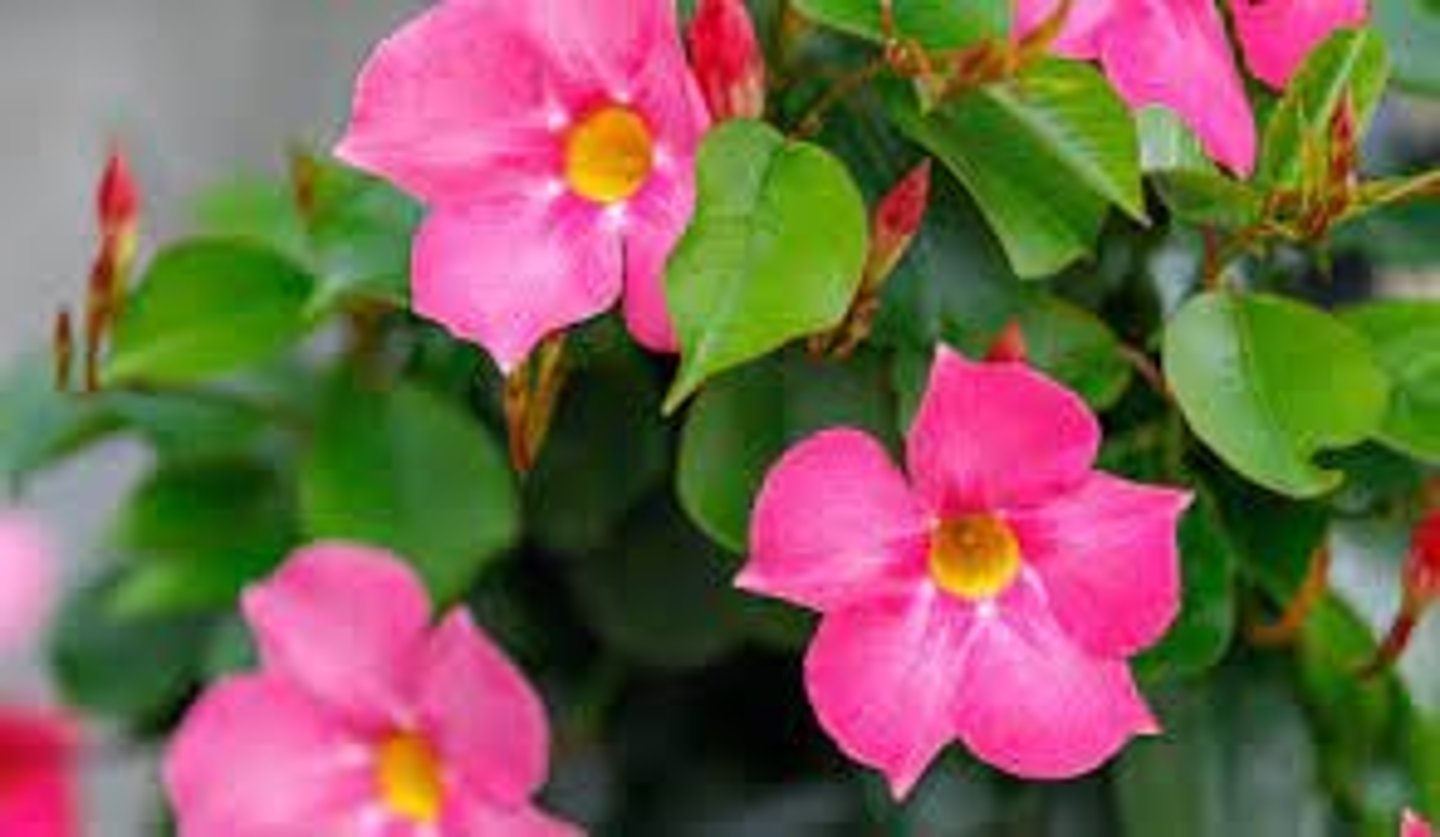 <p>Trumpet-shaped, five-petaled flowers.</p><p>Comes in various colors, including red, pink, white, and yellow.</p><p>Mature Size: 3-10 ft. tall, 3-4 ft. wide</p><p>Leaf Type: Simple</p><p>Leaf Arrangement: Opposite</p><p>Leaf Shape: Oblong</p><p>Leaf Margin: Entire</p><p>Hairs Present: No</p><p>Leaf Length: > 6 inches</p><p>Leaf Description:</p><p>Fine pointed wrinkled leaves are deep green and glossy. 3'-8" long</p>