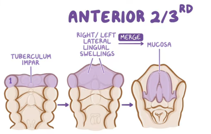 <p>-mesoderm of <strong>first pharyngeal arch</strong> proliferates forming a midline swelling (tuberculum impar)</p><p>-mesoderm also gives rise to right and left lateral lingual swellings which enlarge, overlap the tuberculum impar and merge together forming the mucosa over the anterior 2/3 of the tongue</p><p>-the line where they fuse is the median sulcus of the tongue</p>