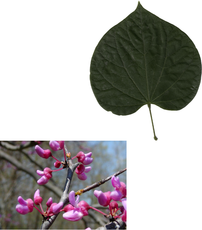 <p>.bright colors in fall</p>