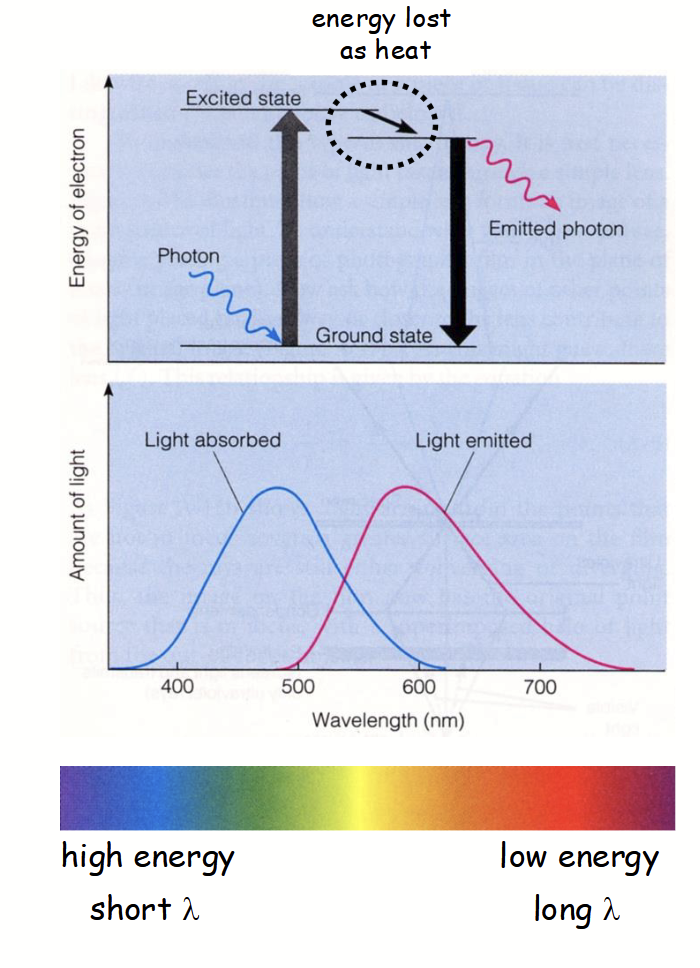 <p><u>Complex process in fluorescence microscopy</u></p><ul><li><p>Certain atoms in fluorescent molecule (e.g. GFP) can absorb photon of certain λ (e.g. blue light).</p></li><li><p>Atom’s electron becomes “excited” and moves up to higher energy state.</p></li><li><p>“Excited” electron is highly unstable.</p><ul><li><p>It loses energy and returns to “ground state” by emitting a photon with <u>lower energy</u> (i.e. longer λ; e.g. red light).</p></li></ul></li><li><p>“Emitting” electron has lower energy (longer λ) because some energy is initially lost as heat.</p></li></ul><p></p>