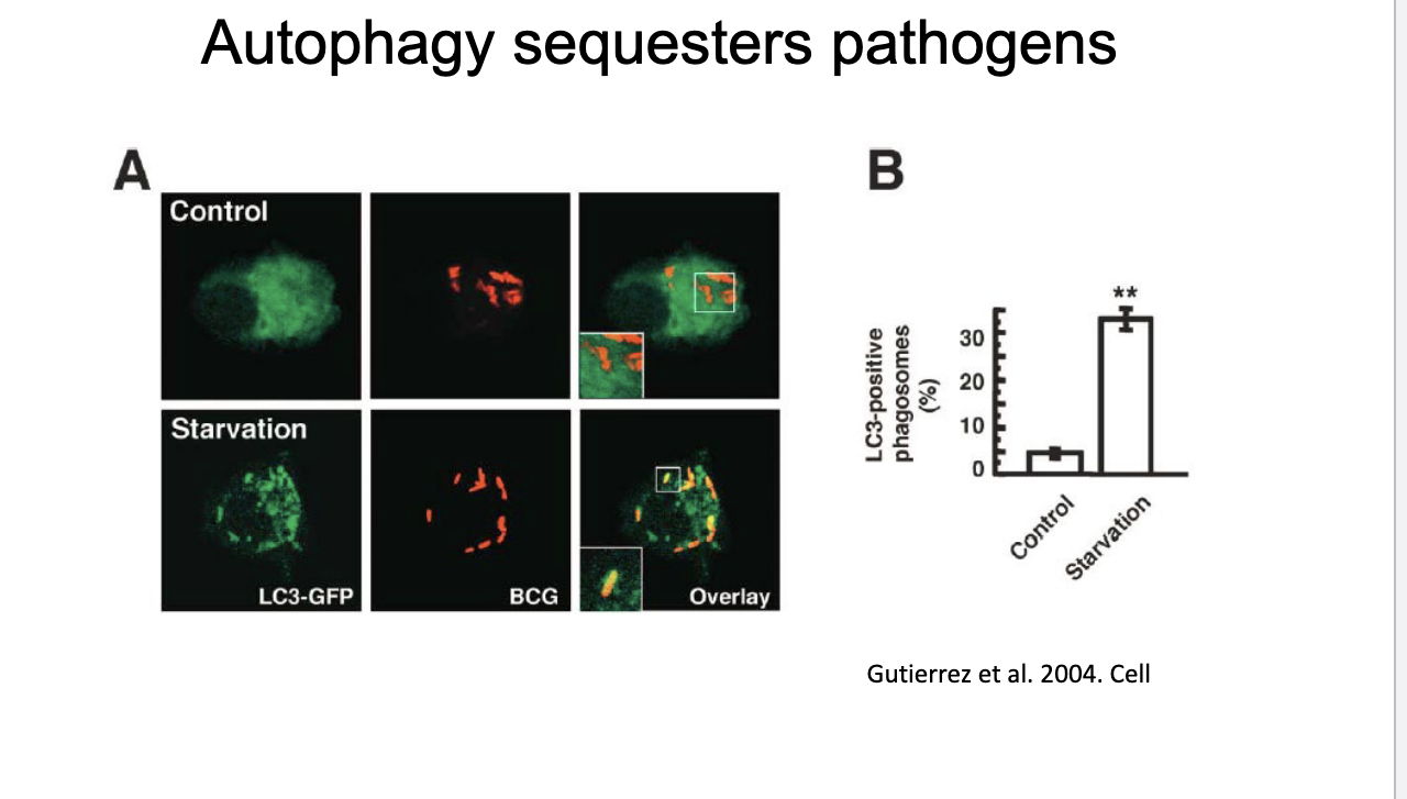 <ul><li><p>in starvation → increased LC3</p></li><li><p>BCG = pathogen</p><ul><li><p>yellow shows where LC3 surrounds BCG</p></li><li><p>limited autophagic response as theres not much yellow in the control but more in starvation → starvation enhances autophagic sequestrationa of bacteria</p></li></ul></li></ul><p></p>