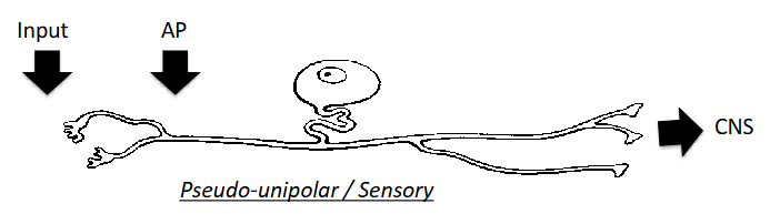 <p>Neuronal components are arranged so that very specific inputs trigger an AP at the axon hillock located in the periphery; typical of a sensory neuron. </p>