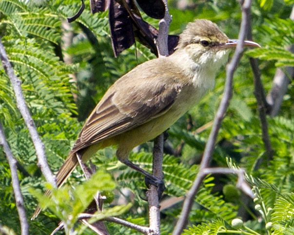 <p>Nightingale Reed Warbler</p>