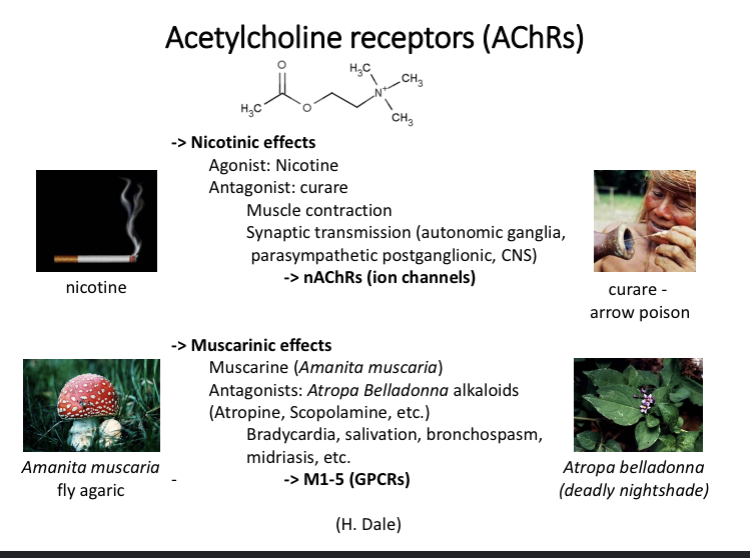 <p>ACh receptors can have different effects</p><p>Can become ion channels</p><p>Agonist - compounds that produce the same effects as the neurotransmitter</p><p>Antagonist - blocks active site but has no response</p>