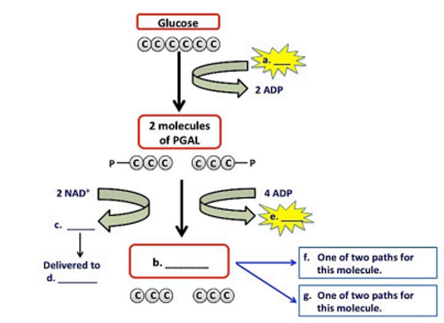 <p>a. 2 ATP<br>b. 2 pyruvic acid<br>c. 2 NADH<br>d. ETC<br>e. 4 ATP<br>f. aerobic respiration<br>g. anaerobic respiration</p>