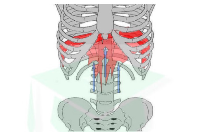 <ul><li><p>origine : → fibres costales : latéralement sur faces interne des 6 dernières côtes → fibres sternales : face post du processus transverse → fibres vertébrales lombales : face ant des 1ers corps vertébraux lombaires</p></li><li><p>terminaison : centre tendineux du diaphragme</p></li></ul>