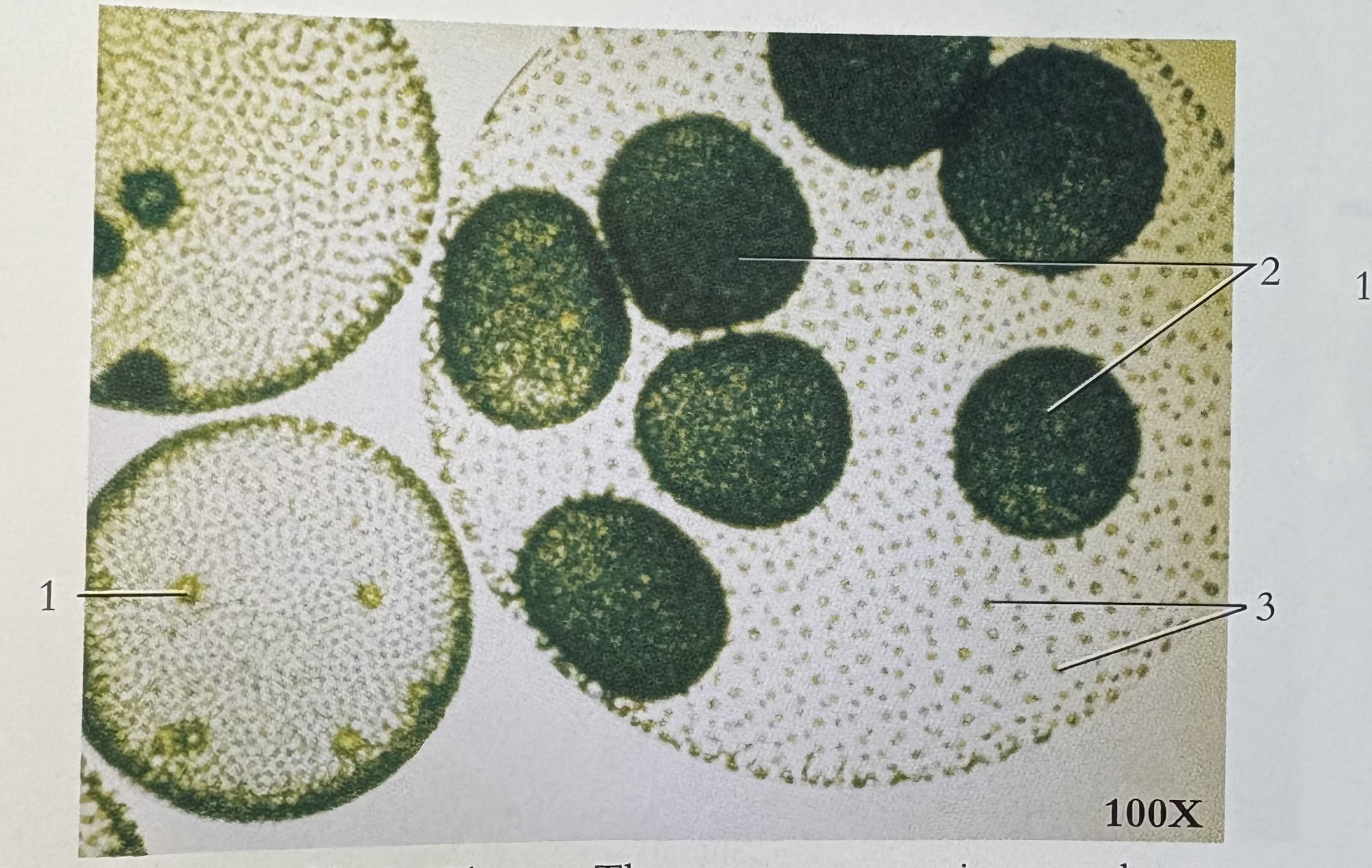<p>What phylum and #3</p>