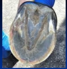 <p><span style="background-color: transparent;"><strong><span>Underdeveloped hooves</span></strong></span></p>