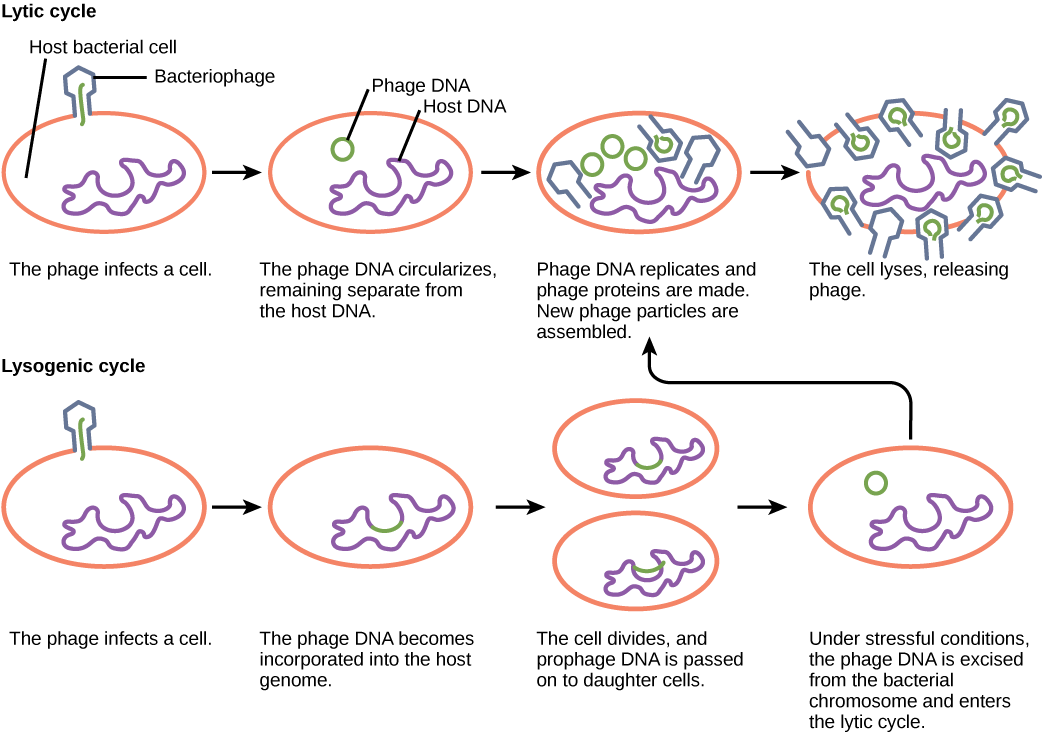 <ul><li><p>Lytic - 5 steps</p></li><li><p>Lysogenic - 2 steps, doesn’t kill host bacteria immediately</p></li></ul><p></p>