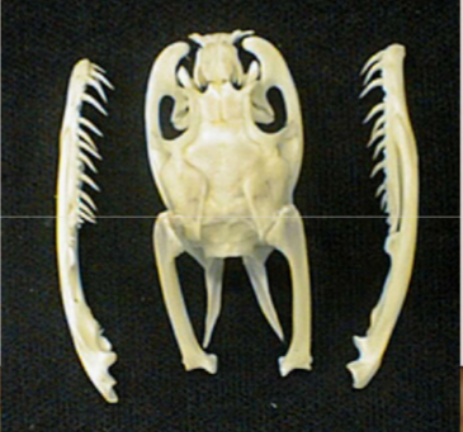 <p>non venemous species, no specialized teeth</p>