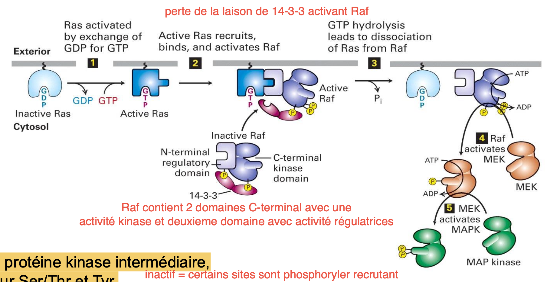 <p>Ras-GTP va se lier au N-terminal de Raf ce qui va retirer la protéine 14-3-3 qui inhibait l’activité de Raf en interagissant avec ces phosphorylations. </p><p>Raf activé va ensuite activé une kinase intermédiaire MEK qui elle peut activer MAP kinase puis → recrutement de facteurs de transcription</p>