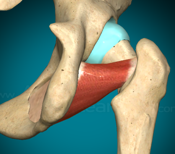 <p>Triangolare e appiattito, ricopre la superficie esterna della parte anteriore della pelvi</p><p><u>Origine</u>: dal margine del forame otturato e dalla membrana otturatoria e dirigendosi in alto, indietro e lateralmente, si inserisce alla fossa trocanterica del femore</p><p><u>Innervazione</u>: dal nervo otturatorio</p><p><u>Azione</u>: abduce e ruota internamente l’articolazione dell’anca→ prendendo punto fisso sul femore, determina la retroversione della pelvi e la sua inclinazione ipsilaterale. Contraendosi bilateralmente, contribuisce al mantenimento della stazione eretta</p>