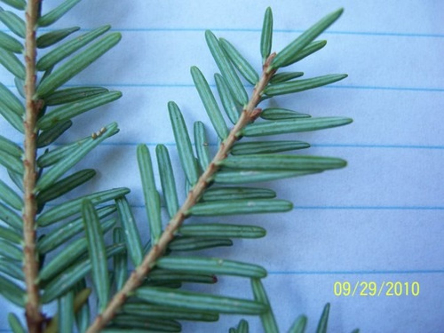 <p>ID Key: Small, flat needles, "baby" pinecones</p>