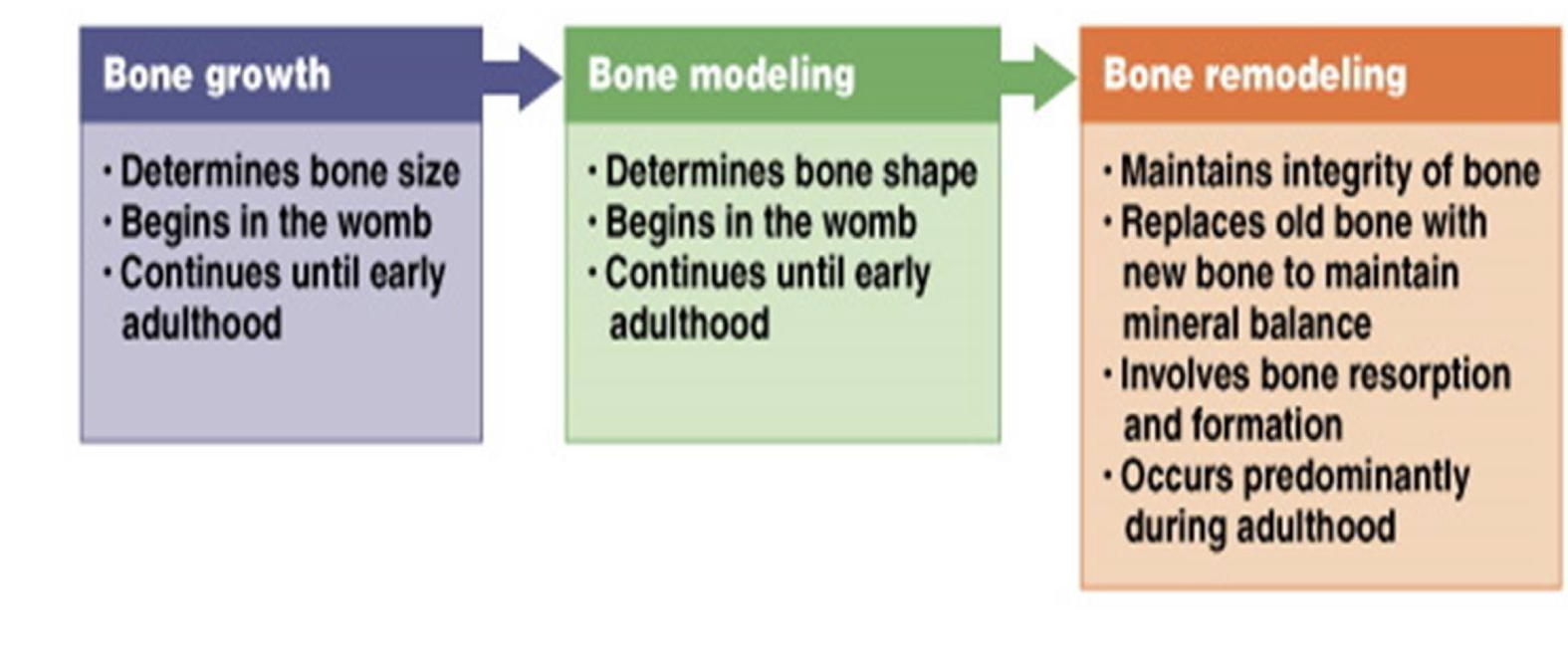 <p>process of new bones being mad, old stuff getting remodelled </p>