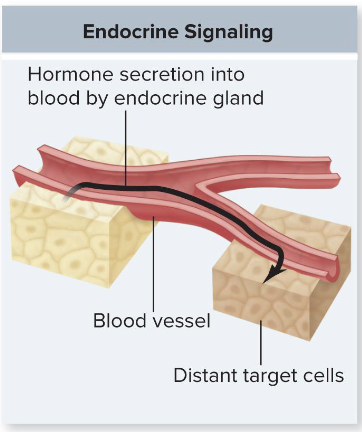 <p>hormones travel via the circulatory (blood) system to affect distant target cells (Ex: insulin production from pancreas) </p>