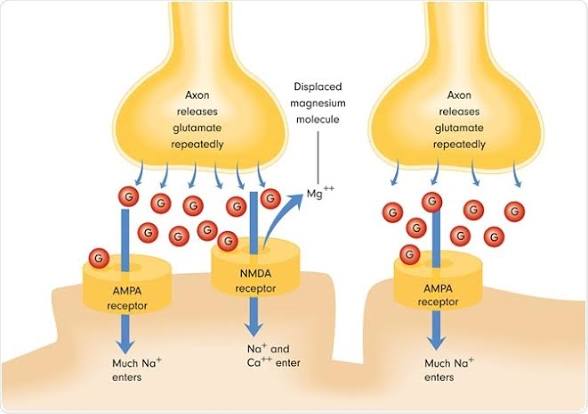 <p>Ionotropic receptors <em>also </em>for glutamate </p>