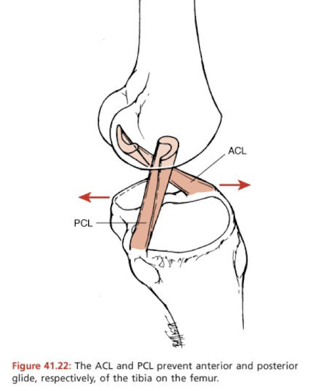 <ul><li><p>Hyperextension of the knee where femur moves posteriorly (limits shear forces)</p></li><li><p>Anterior translation of the tibia on the femur (limits shear forces)</p></li><li><p>Excessive rotation (IR) of the tibia, in either direction. </p></li></ul><p></p>