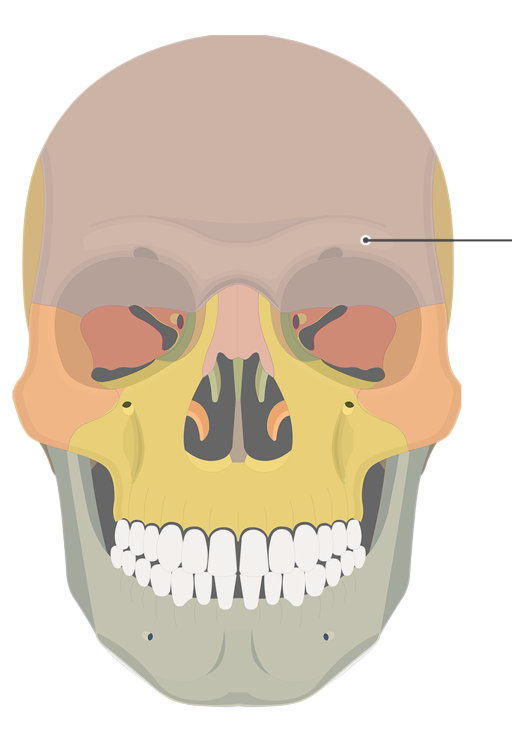 <p>Bone over the orbitals</p>