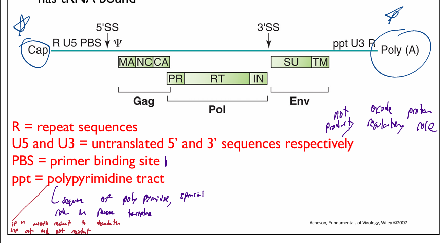 <ul><li><p>positive- sense ss-stranded RNA (7-10Kb)</p></li><li><p>complexed with the nucleocapsid protein (NC)</p></li><li><p>2 identical copies of the (+)RNA in a dimer form are packaged into the virion</p><ul><li><p>are identical sequences, not base pairs</p></li></ul></li><li><p>specific cellular tRNAs bound to genome RNAs</p><ul><li><p>originate from tRNA from host cells</p></li></ul></li></ul><p></p>