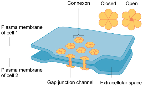 <p>Define gap junctions</p>