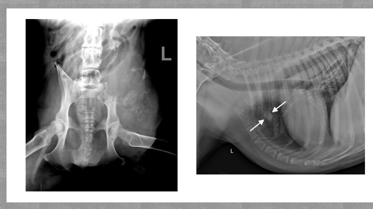 <p>Most common type of primary bone tumor</p><p>Can result in secondary mastasis</p><p>Common in large/ giant breeds</p><p>75% occur in appendicular skeleton</p>