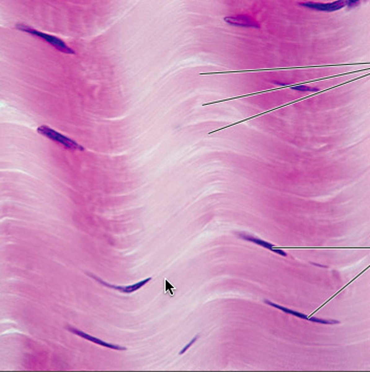 <p>Identify the tissue.</p>