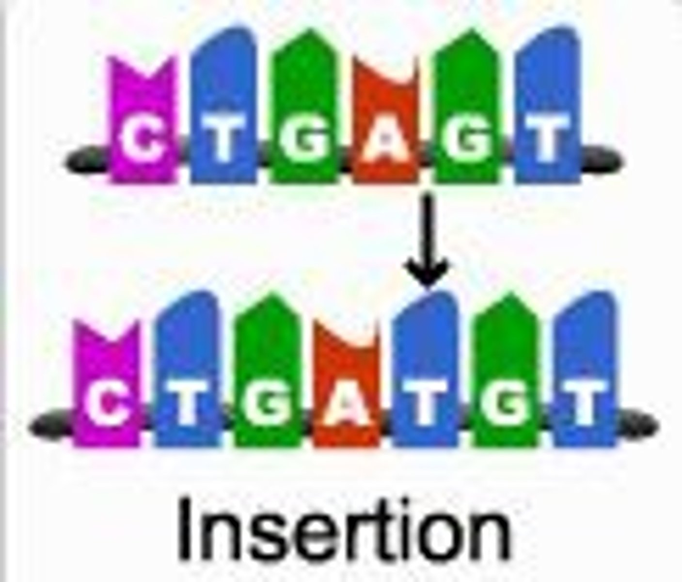 <p>A type of point mutation involving the addition of one or more nucleotide pairs to a gene; one base is inserted or removed from the DNA sequence. The bases are still read in groups of three, but now those groupings shift in every codon that follows the mutation.</p>