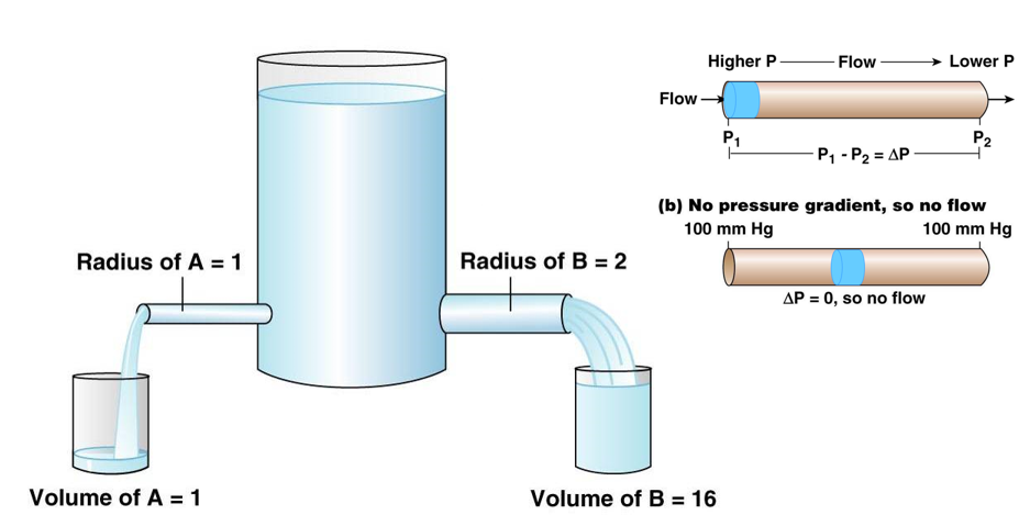 <p><strong>hydrostatic pressure</strong>: mass per unit area or column height</p><ul><li><p>units: mm of Hg (torr), cm of water, atmospheres, bars, Pascals</p></li></ul><p></p><p><strong>fluid flow</strong>: how much blood flows past a given point</p><ul><li><p>flows only if there is a positive pressure gradient</p></li><li><p>increase radius = increase flow, deceases resistance</p></li><li><p>increase length of tube = decrease flow, increase resistance</p></li></ul>