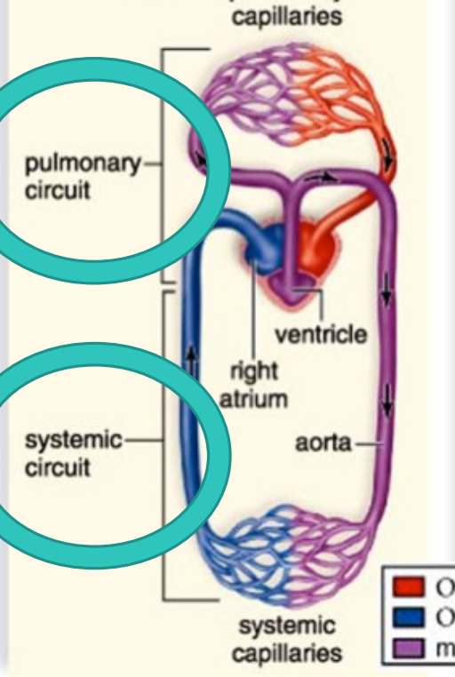 <p>Pulmonary capillaries (frog)</p>