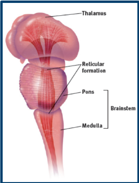 <p>Medulla:  controls heartbeat/breathing</p><p>Pons: controls sleep and helps coordinate movements </p><p>Reticular Formation: nerve networks- help control arousal and filter incoming sensory stimuli</p><p>Thalamus; relay station for incoming and outgoing sensory info (except smell) </p>