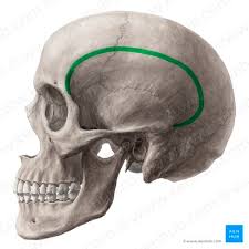 <p>mark the attachment of the temporal muscles</p>