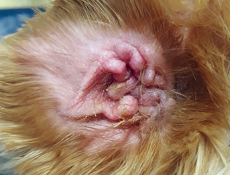 <ul><li><p>Opportunistic</p></li><li><p>S. pseudointermedius and S. coagulans</p></li></ul><p></p>